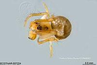 ME006 araña 0028 Theridiosoma davisi.jpg