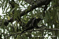 JRRO0302 Quiscalus mexicanus.jpg