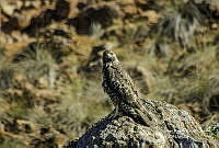 JRRO198 Buteo jamaicensis ssp. socorroensis.JPG