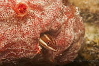 IDG1731 Perciformes.jpg