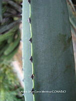 AJGM0315 Agave lurida.JPG