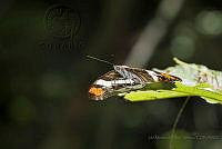 IMDOC1883 Adelpha fessonia fessonia.jpg