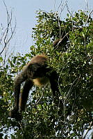 CNS0072 Ateles geoffroyi.jpg