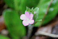 SL0138 Stenandrium dulce.jpg