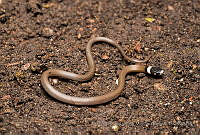 FCMB013 Tantilla sp..jpg