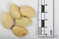 IMDOC2541 Phaseolus lunatus.jpg