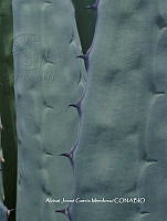 AJGM0033 Agave applanata.JPG