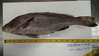 RE006 0033 Totoaba.tif