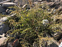RG034 0054 Amaranthus watsonii.jpg