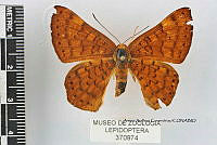 JF018 0732 Emesis mandana furor.jpg