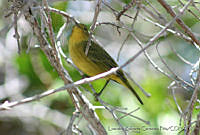 LRCP0048 Setophaga petechia.jpg