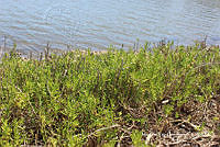 MRG-2018-884 Batis maritima (MRG-6mar18-c).JPG