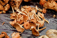 IMDOC Hong 0211 Craterellus tubaeformis.jpg
