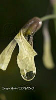 SM0065 Gotas de agua.jpg
