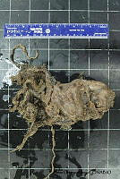 KT014 0147 Vampyroteuthis infernalis.JPG