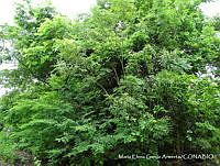MEGA 0474 Sapindus saponaria.JPG