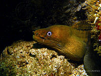 RALP0026 Gymnothorax castaneus.jpg