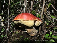 LEBJ001 Boletus rubellus.jpg