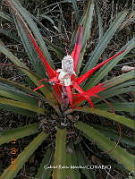 GRM003 Bromelia pinguin.JPG