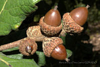 MDLLPG0142 Quercus rugosa.jpg