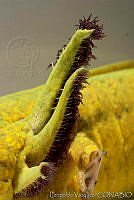 LV0007 Ambystoma lermaense.jpg