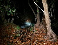 TE001 0111 Crocodylus acutus.jpg