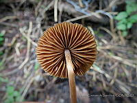 MCS147 Agaricales.JPG