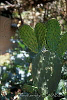 DK2190 Opuntia sp..jpg