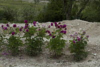 MASM06086 Dahlia pinnata.jpg