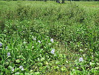 ME003 0060 Eichhornia crassipes.jpg