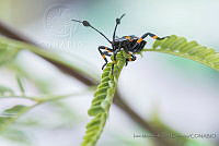 IMDOC3319 Thasus gigas.JPG