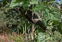 IMDOC4182 Sphenarium purpurascens.jpg