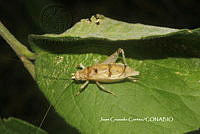 JCC0150 Orocharis diplastes.JPG