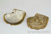 MASM05121 Pinctada mazatlanica.jpg