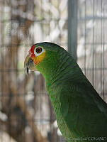 CGL0127 Amazona autumnalis.jpg