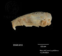 MCLB 0006 Mus museulus.JPG