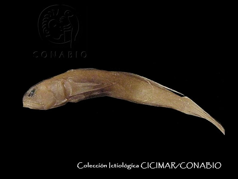 CICIMAR0066%20Bollmannia%20macropoma.jpg.rSfr4 L0MSlrZy9hQA3g0JtbmFja29CbnFuZ3NAbXJ6LGtwZwA.KoeyWRvRwO