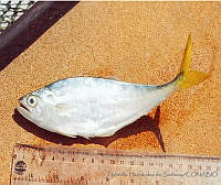 JMHS0025 Oligoplites saurus Oligoplites saurus.jpg