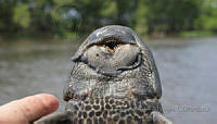 LEAdA065 Pterygoplichthys pardalis.jpg