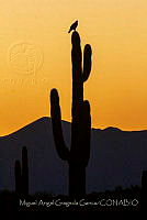 MAGG003 Carnegiea gigantea.jpg