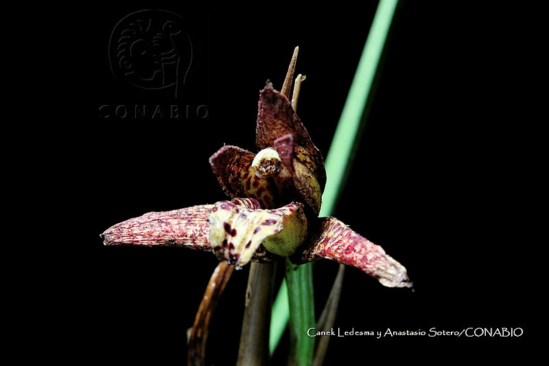 Huitz%201139%20Maxillaria%20tenuifolia.jpg.nSiU8bn1MbW3F81jQA3g0JtbmFja29CbnFuZ3NAbXJ6LGtwZwA.rQpoyvywqE