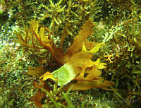 RRR213 Sarcodiotheca gaudichaudii.jpg