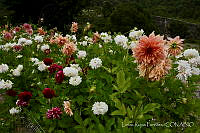  LRP1095 Dahlia pinnata.jpg