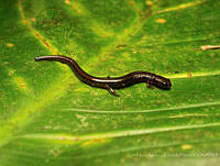 JLALyEPA0023 Thorius pennatulus.jpg