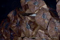 MASM03247 Pinus douglasiana.jpg