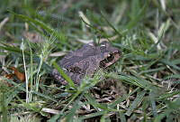 MC02 Smilisca baudinii.jpg