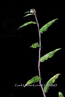 Zongo 0350 Tripogandra serrulata.jpg