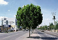 MAR0143 Platanus sp..jpg