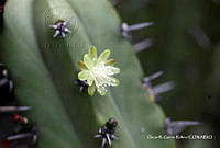 ORGR0322 Myrtillocactus geometrizans.jpg