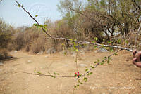 proy JF091 0331 Pithecellobium dulce.JPG